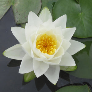 WATERLILY - 1lb Fragrance Oil Candle Scent