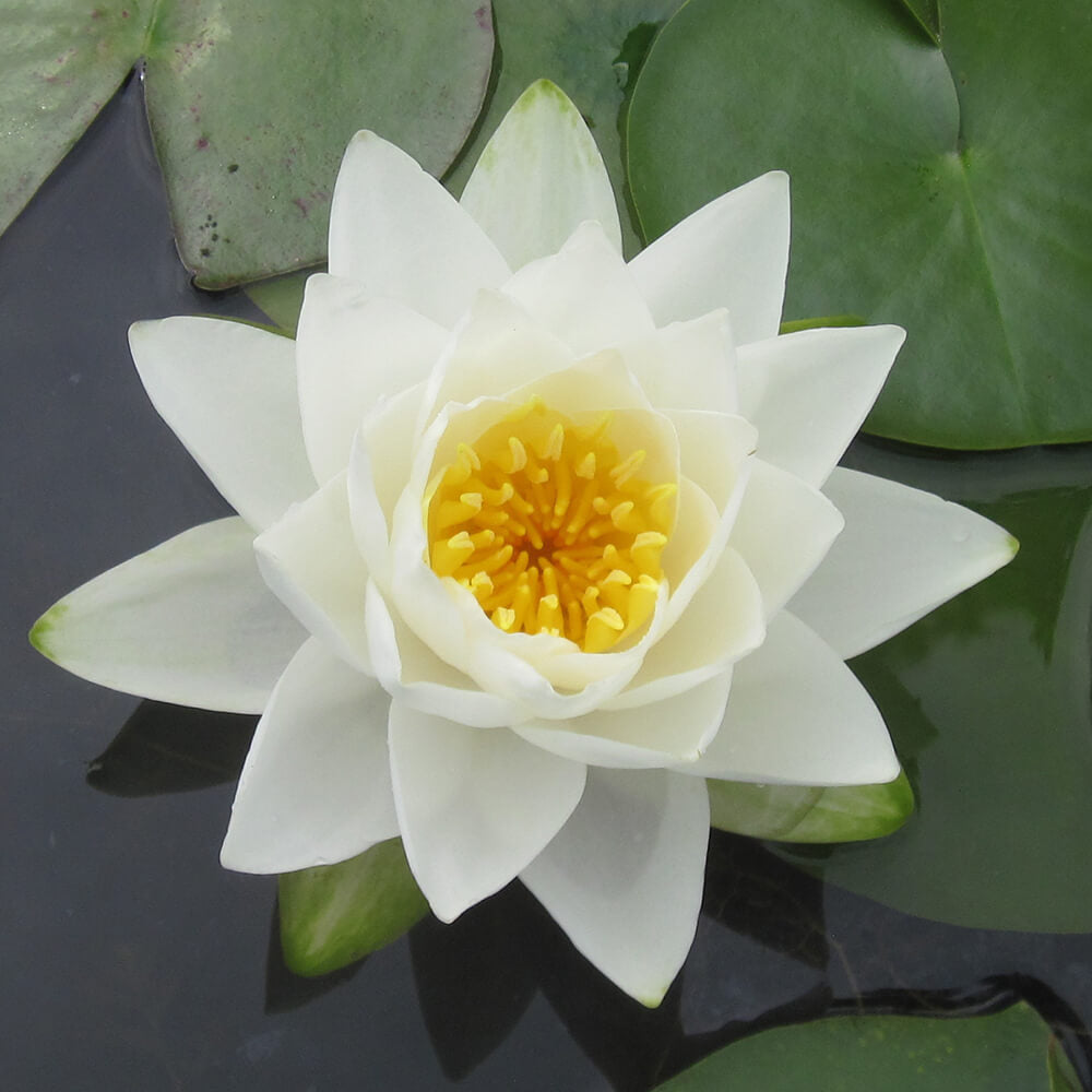WATERLILY - Fragrance Oil Candle Scent - 4oz